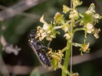 Hylaeus signatus Norra hamnen, Malmö, Skåne, Sweden 20210723_0027