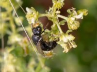 Hylaeus signatus Norra hamnen, Malmö, Skåne, Sweden 20210723_0030