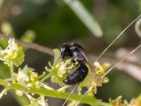 Hylaeus signatus Norra hamnen, Malmö, Skåne, Sweden 20210723_0034