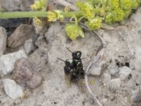 Hylaeus signatus Ruderatyta N infarten Limhamns kalkbrott, Malmö, Skåne, Sweden 20210727_0286