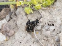 Hylaeus signatus Ruderatyta N infarten Limhamns kalkbrott, Malmö, Skåne, Sweden 20210727_0288