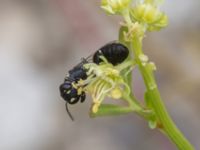 Hylaeus signatus Ruderatyta N infarten Limhamns kalkbrott, Malmö, Skåne, Sweden 20210727_0301