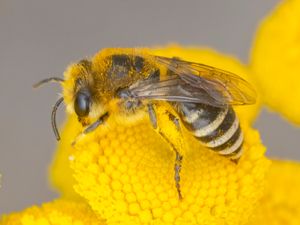 Colletes daviesanus - Väggsidenbi