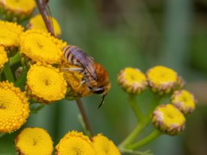 Colletes fodiens - Hedsidenbi