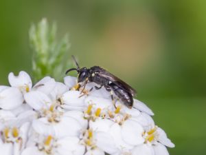 Hylaeus confusus - Ängscitronbi