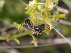 Hylaeus signatus - Resedabi