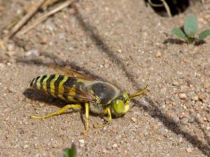 Bembix rostrata - Läppstekel