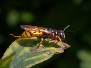 Philanthus triangulum - European Beewolf - Bivarg