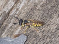 Philanthus triangulum Lokstallarna, Malmö, Skåne, Sweden 20240802_0173