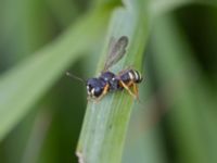 Philanthus triangulum NV grandungen, Toarp, Malmö, Skåne, Sweden 20230726_0122