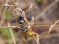 Philanthus triangulum Ulricedal, Malmö, Skåne, Sweden 20210727_0100