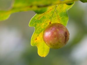 Cynips quercusfolii