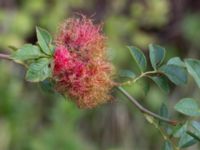 Diplolepis rosae gall Terekudden, Bunkeflo strandängar, Malmö, Skåne, Sweden 20140824_0061