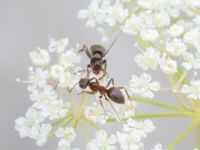 Lasius niger Godsvägen, Osby, Skåne, Sweden 20240702_0084-2