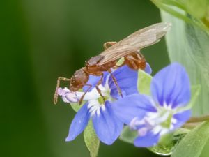 Myrmica rubra - Trädgårdsrödmyra