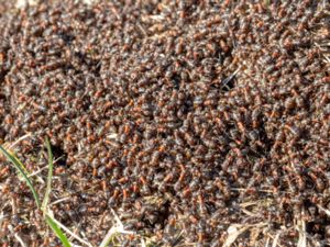 Formica rufa - Red Wood Ant - Röd skogsmyra