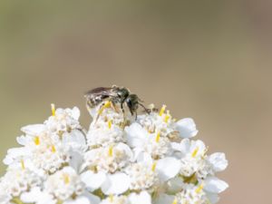 Lasioglossum morio - Metallsmalbi