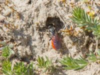 Sphecodes albilabris Everöds gamla banvall, Kristianstad, Skåne, Sweden 20160508_0187