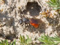 Sphecodes albilabris Everöds gamla banvall, Kristianstad, Skåne, Sweden 20160508_0188