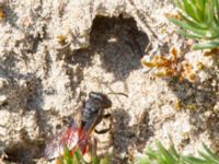 Sphecodes albilabris Everöds gamla banvall, Kristianstad, Skåne, Sweden 20160508_0192