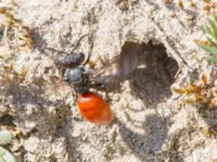 Sphecodes albilabris Everöds gamla banvall, Kristianstad, Skåne, Sweden 20160508_0194