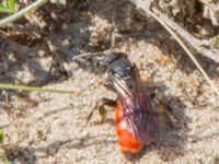 Sphecodes albilabris Everöds gamla banvall, Kristianstad, Skåne, Sweden 20160508_0195