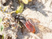 Sphecodes albilabris Everöds gamla banvall, Kristianstad, Skåne, Sweden 20160508_0198