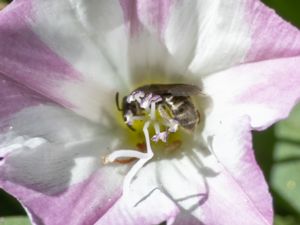 Halictus tumulorum - Ängsbandbi