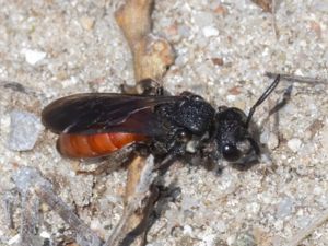 Sphecodes albilabris - Storblodbi