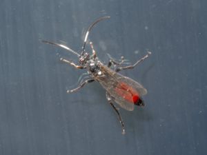 Ctenichneumon divisorius