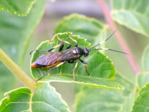 Diphyus palliatorius