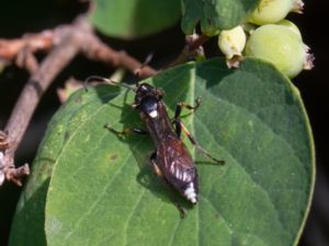 Ichneumon stramentarius