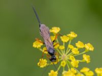 Ichneomonidae Lilla kalkbrottet, Klagshamns udde, Malmö, Skåne, Sweden 20230814_0069