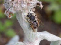 Anthidium manicatum Slottsträdgården, Malmö, Skåne, Sweden 20210722_0028