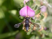 Anthidium manicatum St Pauli södra kyrkogård, Malmö, Skåne, Sweden 20230716_0189