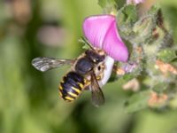 Anthidium manicatum St Pauli södra kyrkogård, Malmö, Skåne, Sweden 20230716_0191