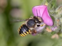 Anthidium manicatum St Pauli södra kyrkogård, Malmö, Skåne, Sweden 20230716_0194