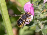 Anthidium manicatum St Pauli södra kyrkogård, Malmö, Skåne, Sweden 20230716_0200