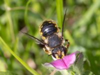 Anthidium manicatum St Pauli södra kyrkogård, Malmö, Skåne, Sweden 20230716_0206