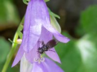 Chelostoma campanularum St Pauli mellersta kyrkogård, Malmö, Skåne, Sweden 20230716_0347