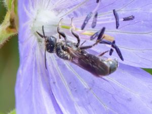 Chelostoma rapunculi - Storsovarbi