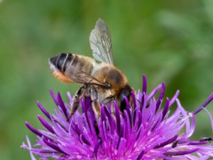 Megachile lagopoda - Stortapetserarbi