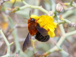 Megachilidae - Buksamlarbin