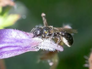 Chelostoma campanularum - Småsovarbi