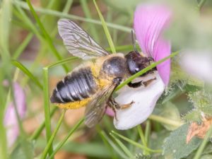 Megachile versicolor - Brown-footed Leafcutter Bee - Ängstapetserarbi