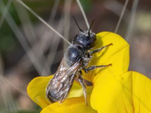 Osmia caerulescens - Blåmurarbi