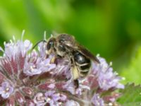 Macropis europaea Djungelparken, Bunkeflostrand, Malmö, Skåne, Sweden 20220802_0097