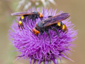 Megascolia maculata - Mammoth Wasp