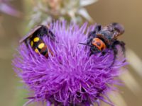 Megascolia maculata Uzuncaburc, Turkey 20120627B 277