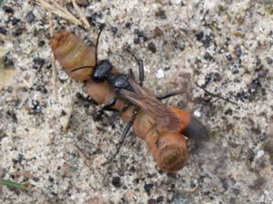 Ammophila sabulosa